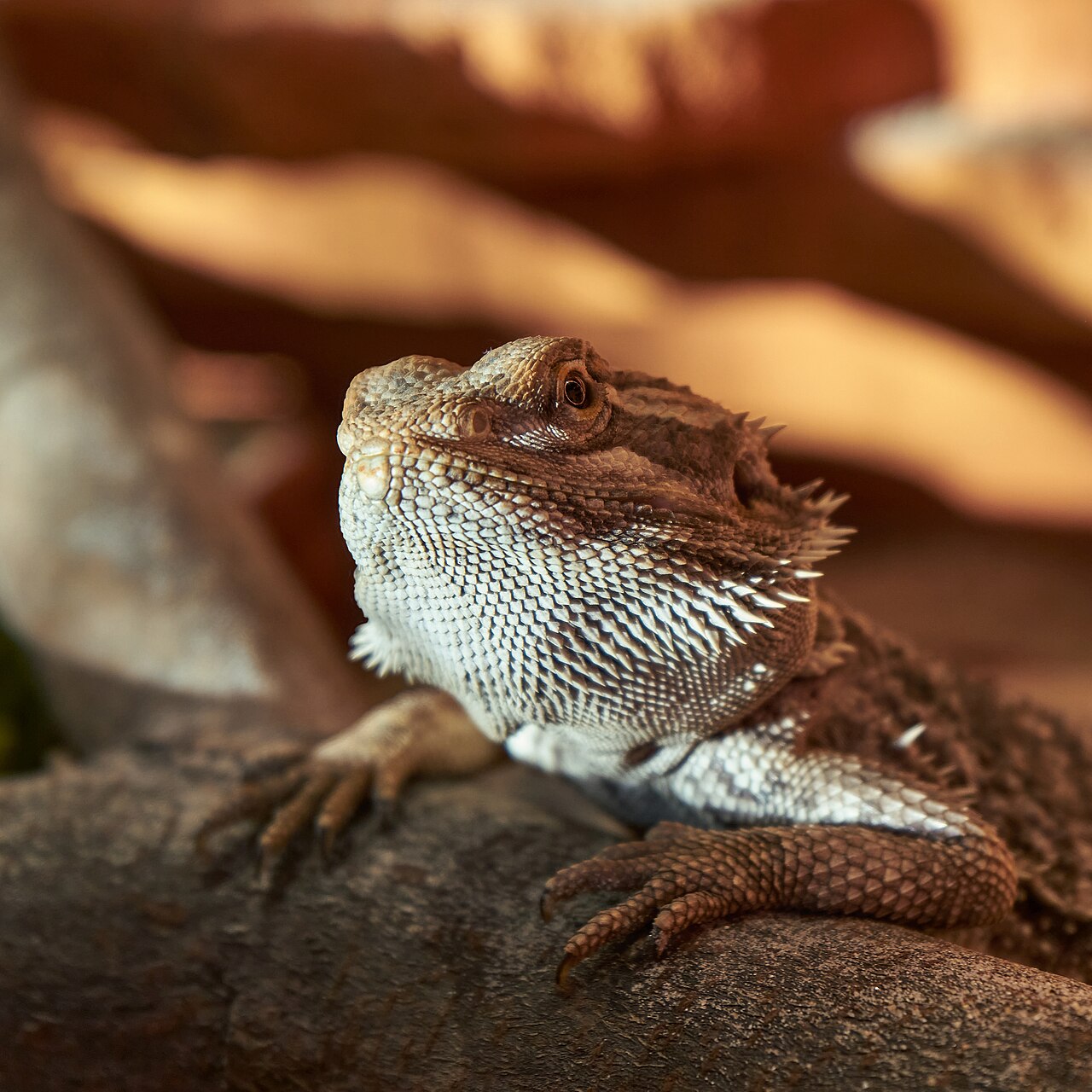 Pogona