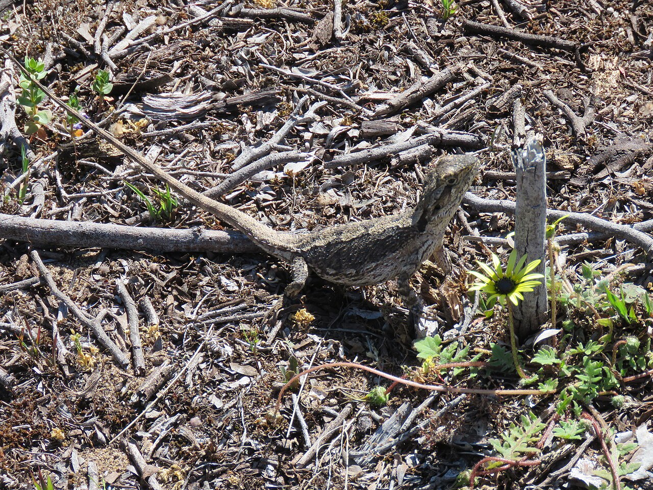 Pogona