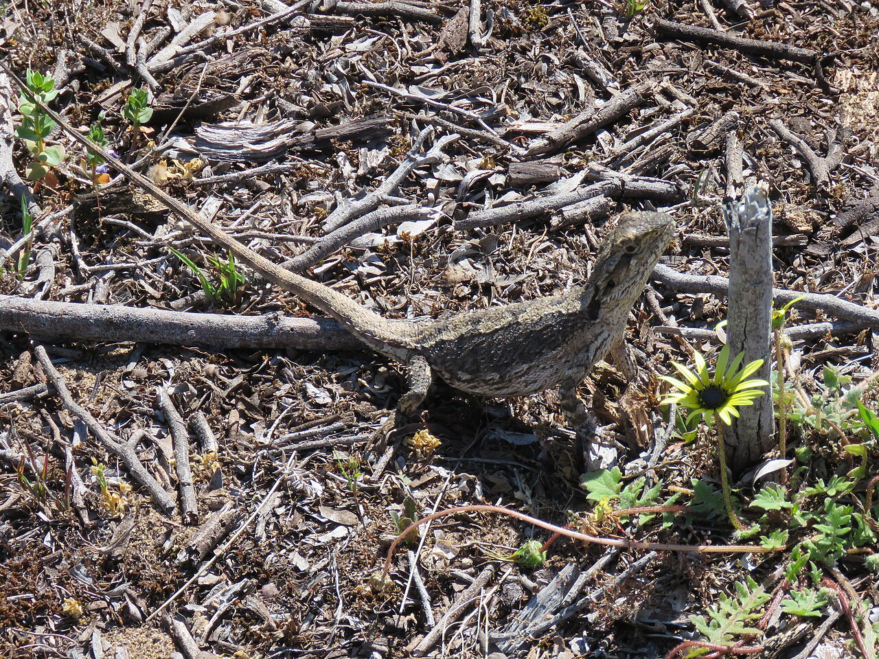 Pogona