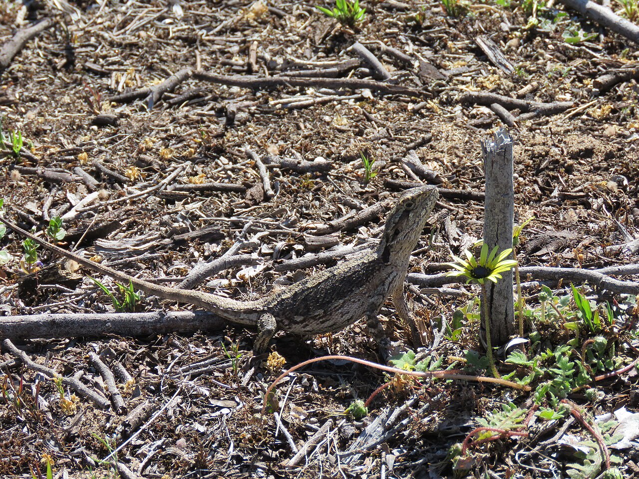 Pogona