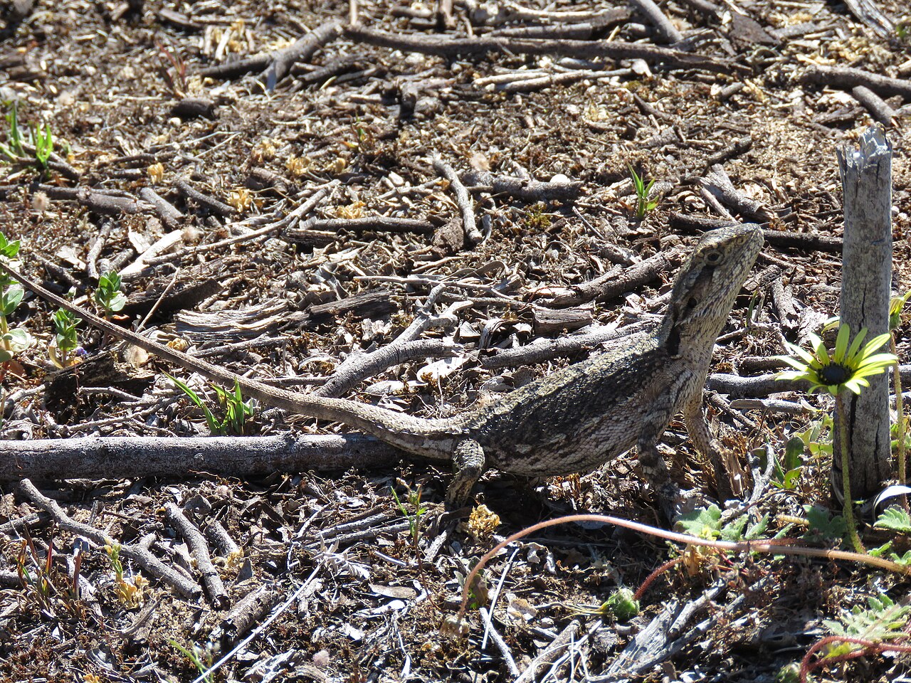 Pogona