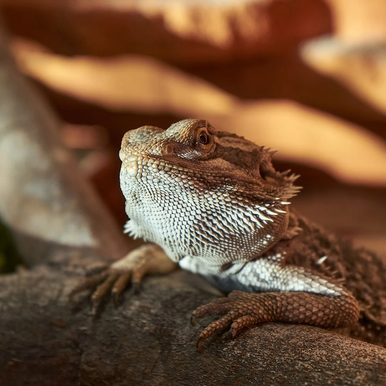 Pogona